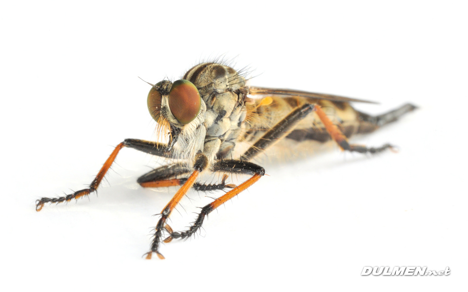 Common Awl Robberflies (male, Neoitamus cyanurus)